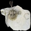 Exceptional, Double Walliserops Trilobite - One Specimen Ventral #46271-6